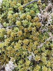 Sphagnum compactum