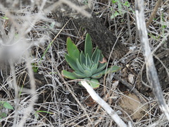 Echeveria paniculata