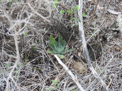 Echeveria paniculata