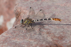 Erpetogomphus compositus