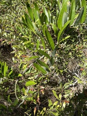 Smilax laurifolia