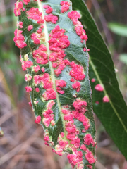 Aculus