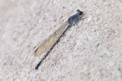 Argia lugens
