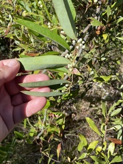 Smilax laurifolia