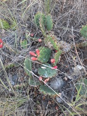 Opuntia gilvescens