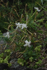 Silene fissipetala