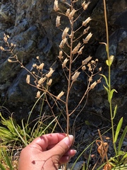 Toxicoscordion fontanum