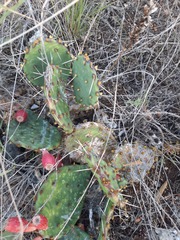 Opuntia gilvescens