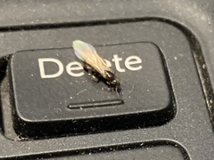 Brachymyrmex patagonicus