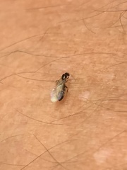Brachymyrmex patagonicus