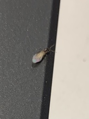 Brachymyrmex patagonicus