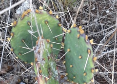 Opuntia gilvescens