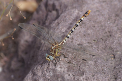 Erpetogomphus compositus
