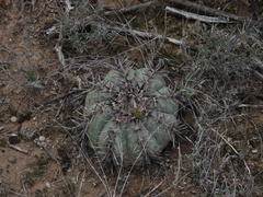 Echinocactus horizonthalonius
