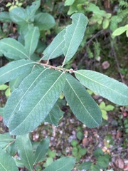 Salix sitchensis