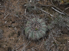 Echinocactus horizonthalonius