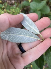 Salix sitchensis
