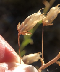 Toxicoscordion fontanum