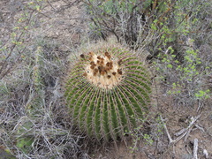 Echinocactus platyacanthus