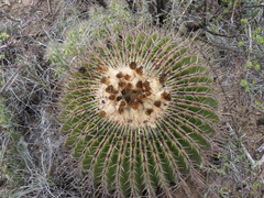 Echinocactus platyacanthus