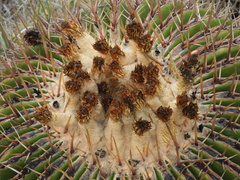 Echinocactus platyacanthus