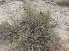Ephedra torreyana