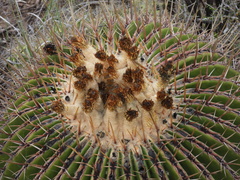 Echinocactus platyacanthus