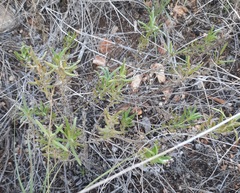 Castilleja lindheimeri
