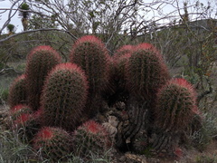 Ferocactus pilosus