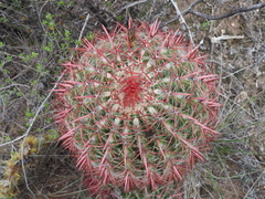 Ferocactus pilosus