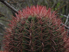 Ferocactus pilosus