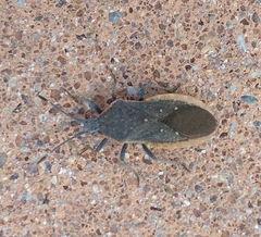 Catorhintha apicalis