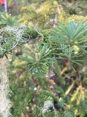 Calyptospora columnaris