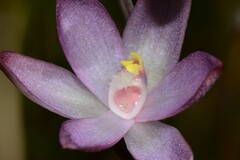 Thelymitra epipactoides