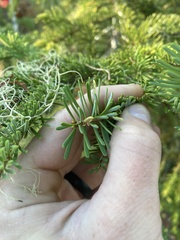 Calyptospora columnaris