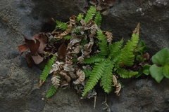 Pteris minor