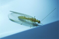 Chrysoperla plorabunda