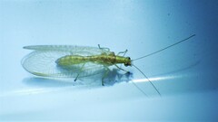 Chrysoperla plorabunda