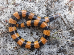 Simoselaps bertholdi