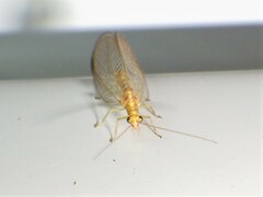 Chrysoperla plorabunda