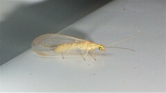 Chrysoperla plorabunda