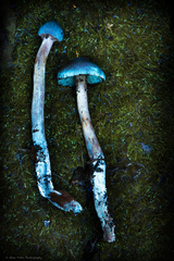 Cortinarius gentilis