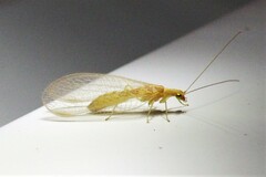 Chrysoperla plorabunda