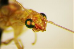 Chrysoperla plorabunda