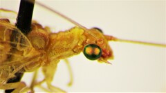 Chrysoperla plorabunda