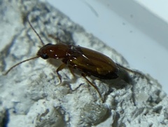 Stenolophini