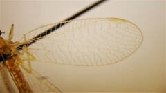 Chrysoperla plorabunda