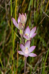 Thelymitra epipactoides