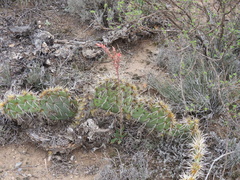 Opuntia rastrera