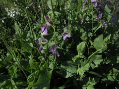 Raphanus sativus